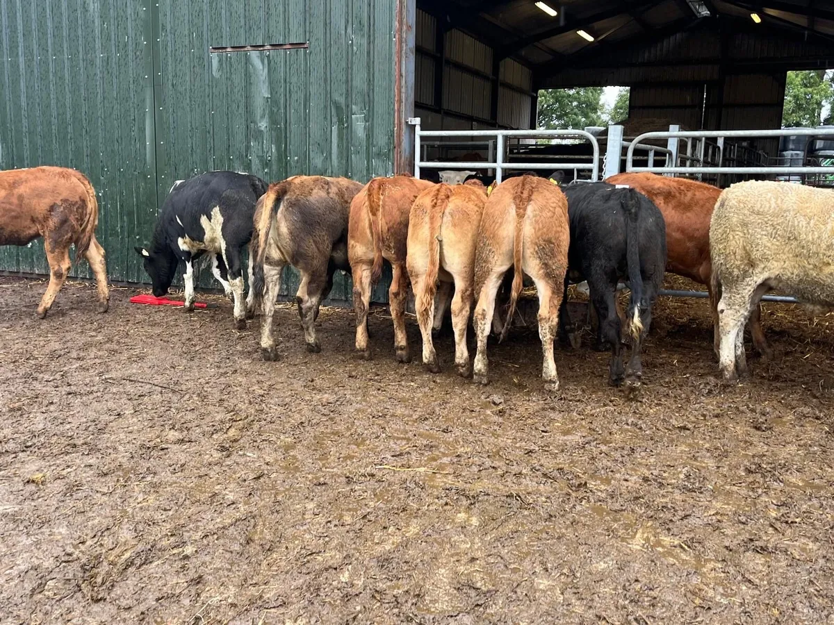 10 super  380 kg u grade store heifers - Image 3