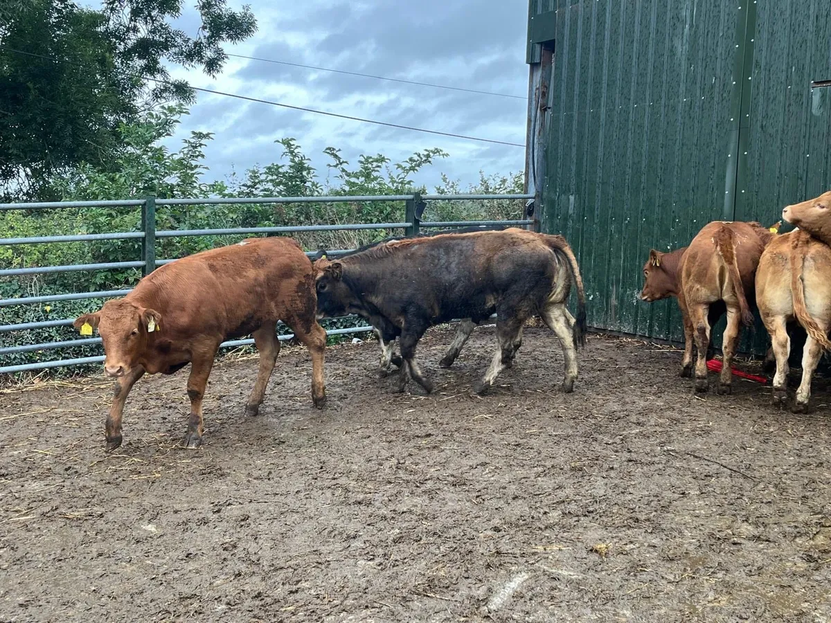 10 super  380 kg u grade store heifers - Image 4