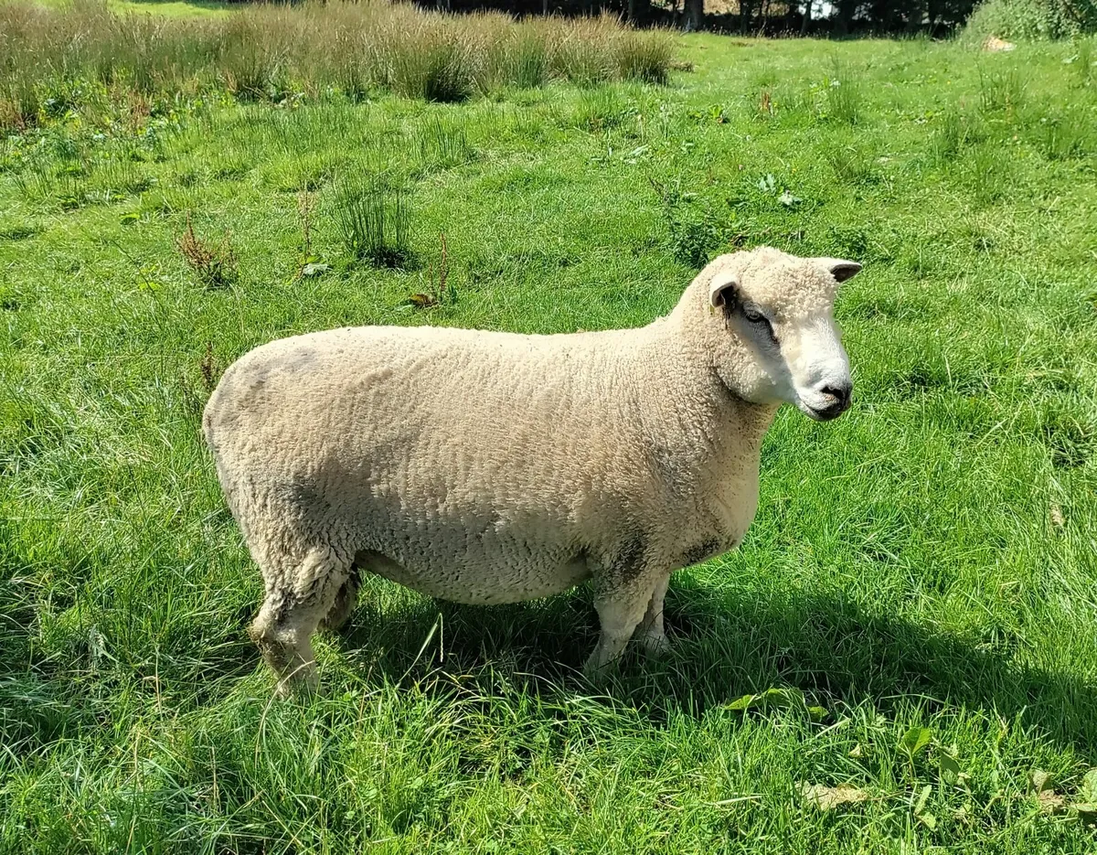 Pedigree Ryeland Ram - Image 3