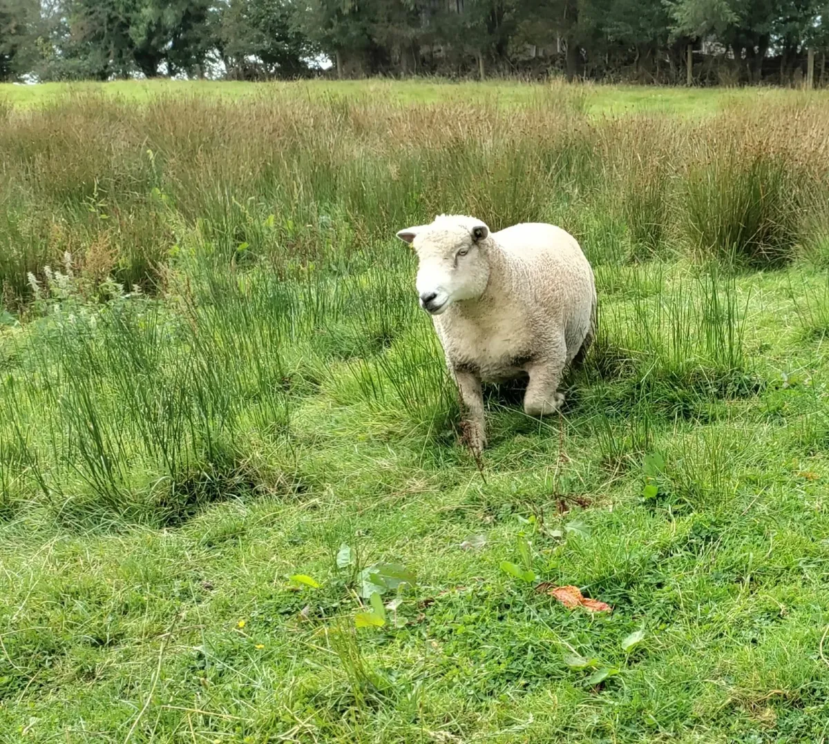 Pedigree Ryeland Ram - Image 4