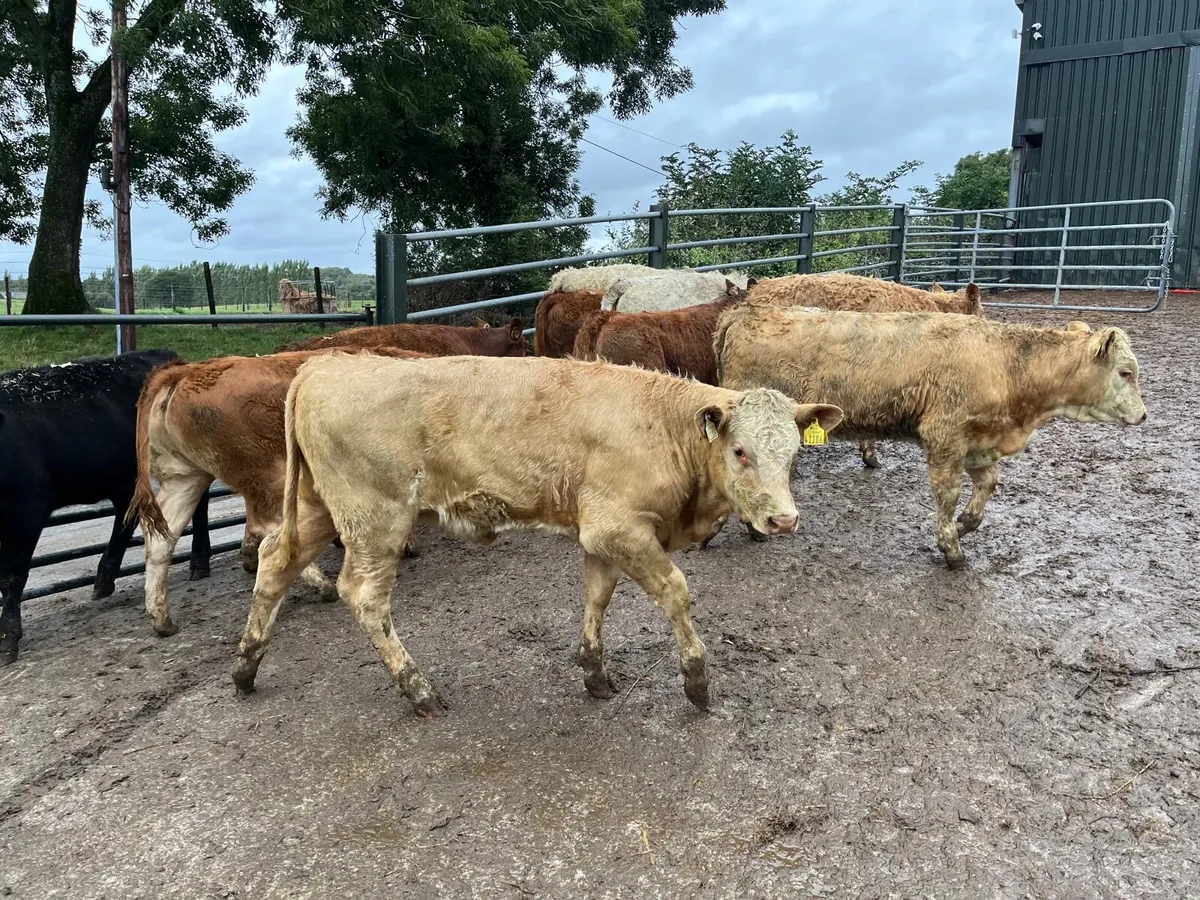 12 super suckler bred u grade heifers - Image 1