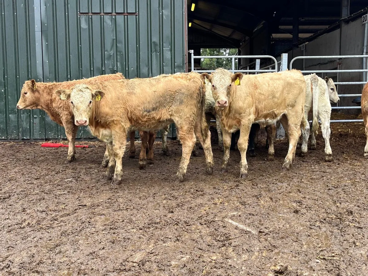 12 super suckler bred u grade heifers - Image 2