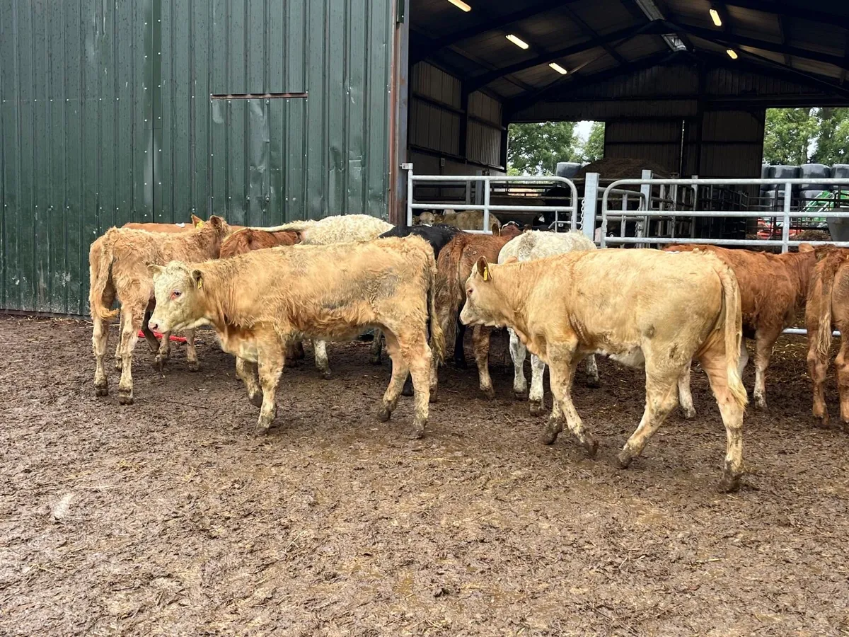 12 super suckler bred u grade heifers - Image 3