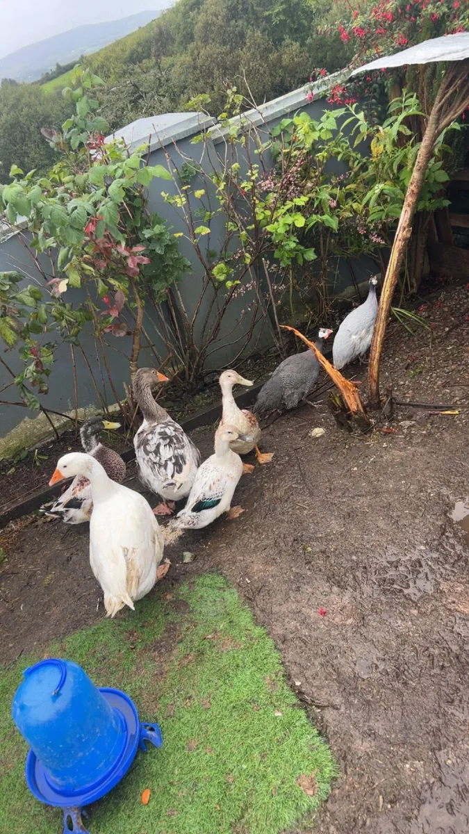 Collection of poultry 🐔 - Image 4