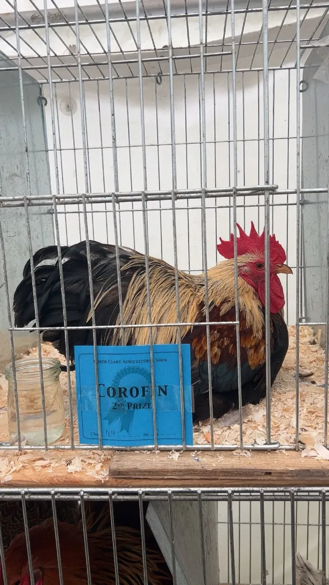 Collection of poultry 🐔 - Image 1