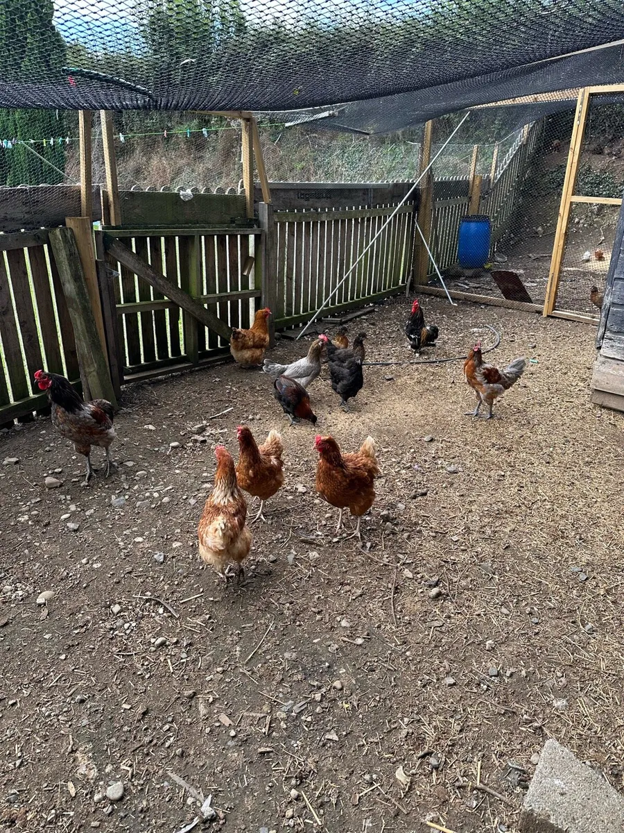 Bantam cross pullets - Image 1