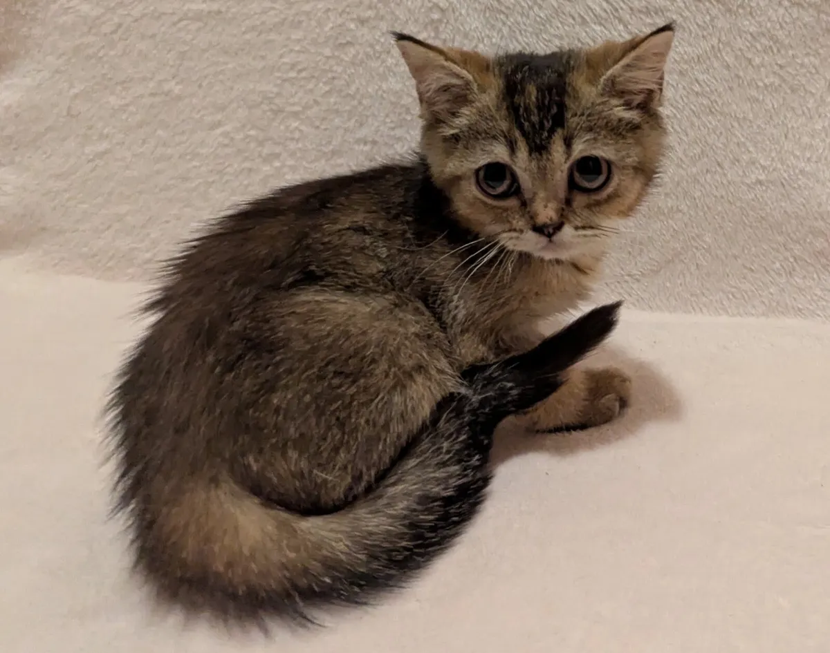 Golden Chinchilla kitten - Image 2