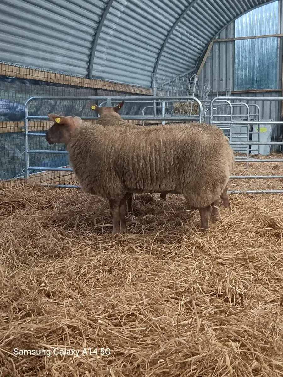 📍 Rouge Ram Lambs 📍 - Image 2