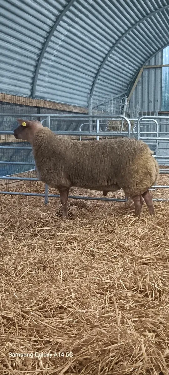 📍 Rouge Ram Lambs 📍 - Image 1