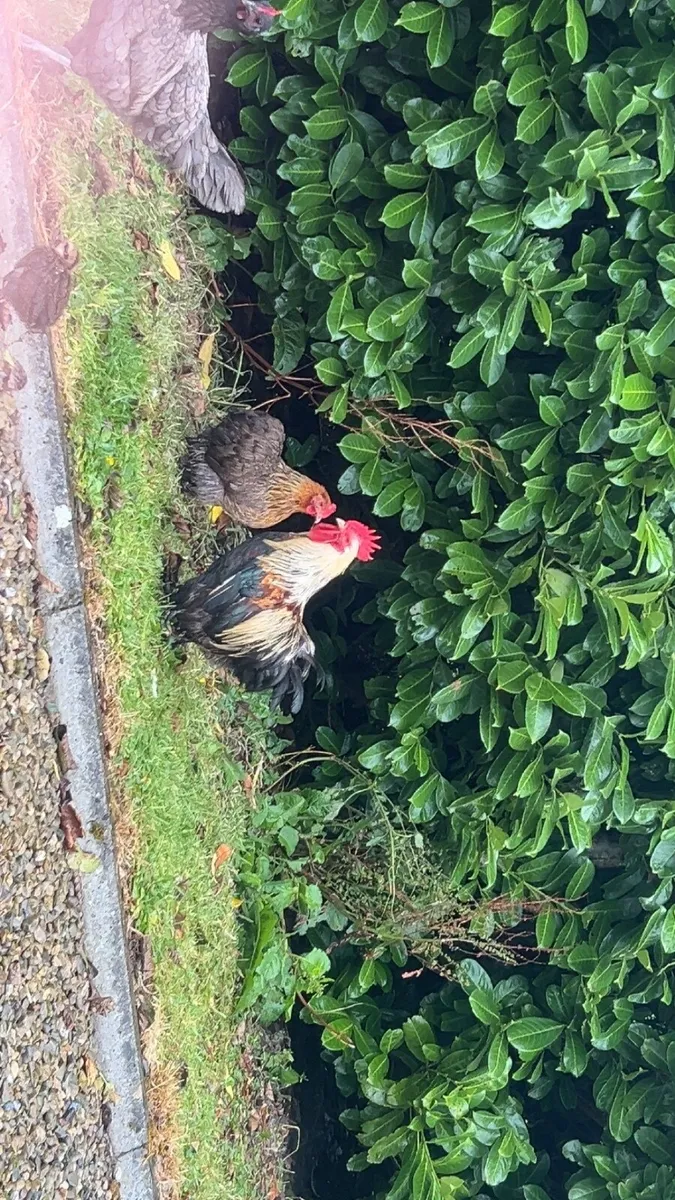 Collection of poultry 🐔 - Image 3