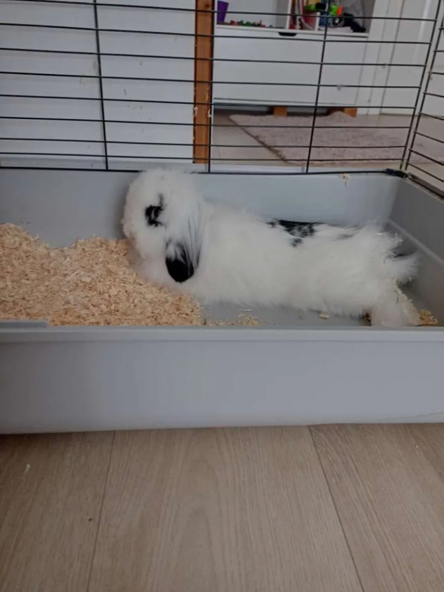 Rabbit - Image 1