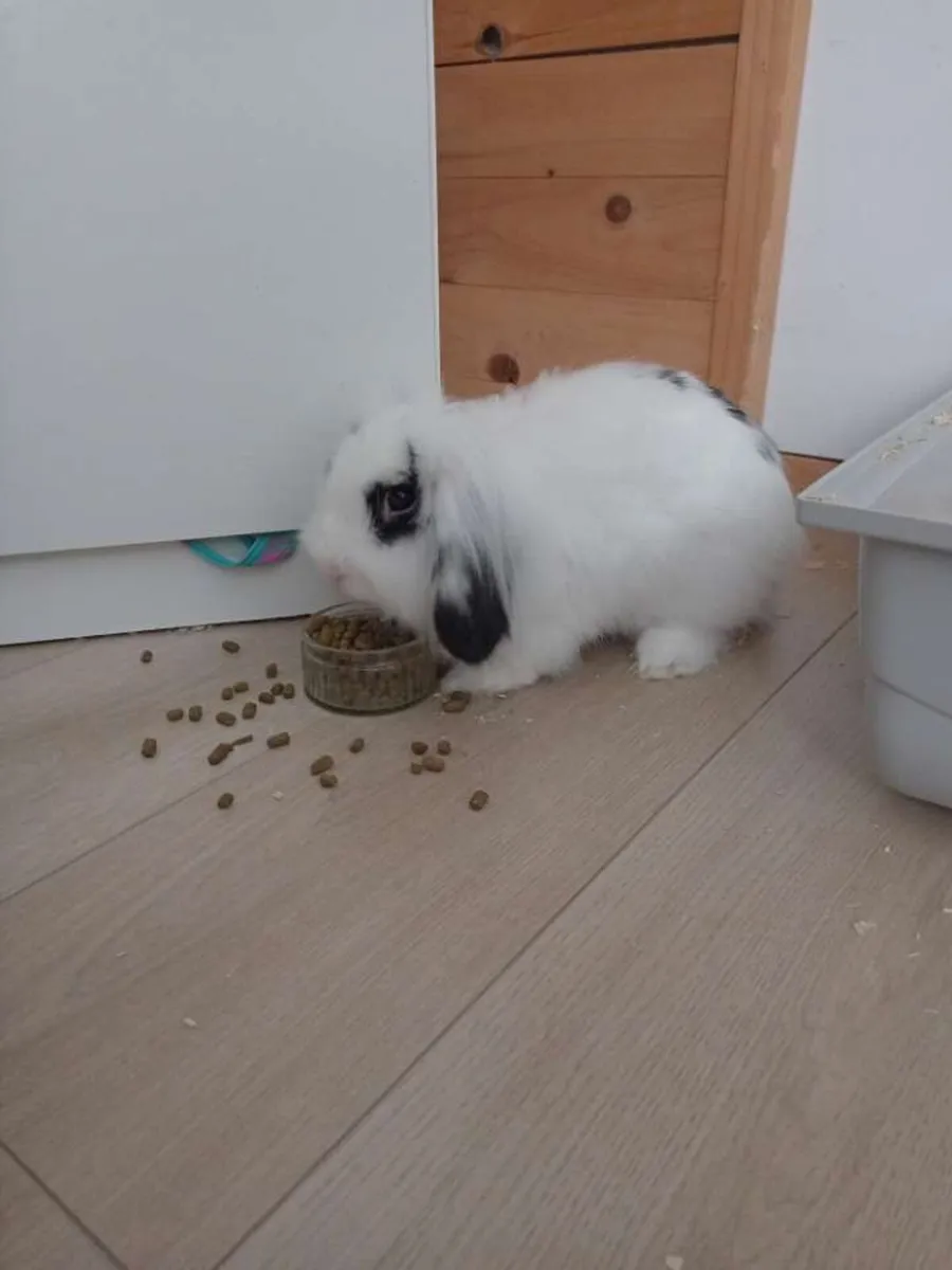 Rabbit - Image 2