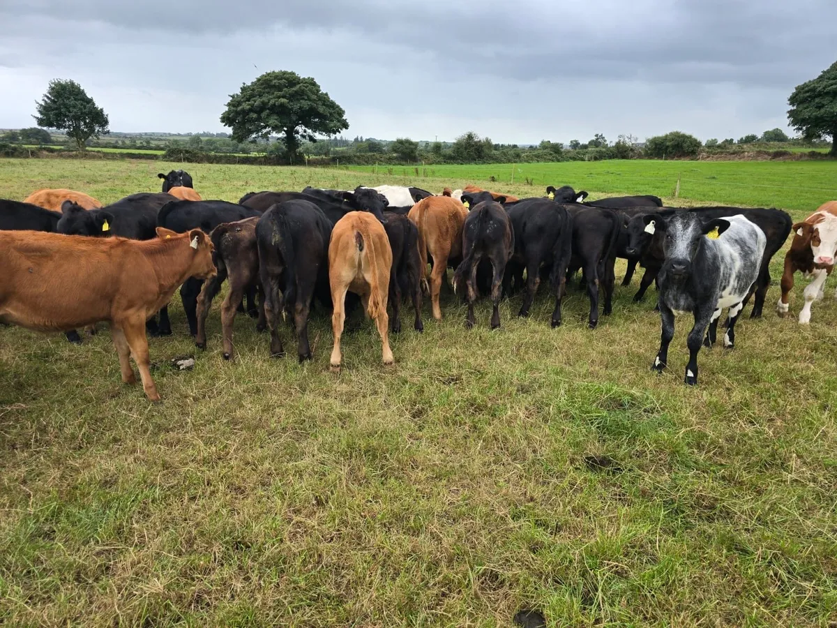60 calves - Image 1