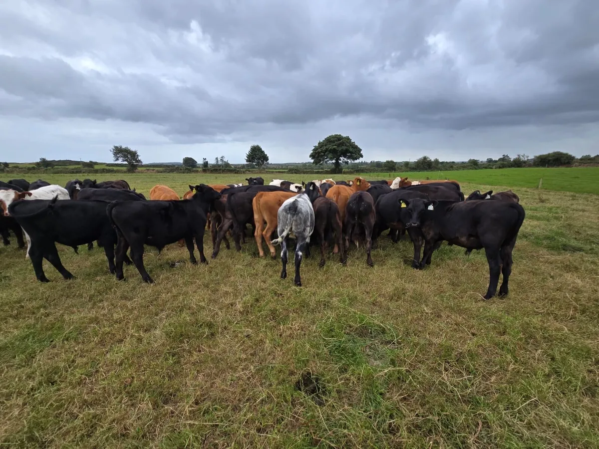 60 calves - Image 2