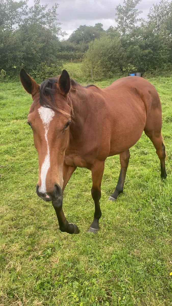 Thoroughbred Yearling Filly - Image 2
