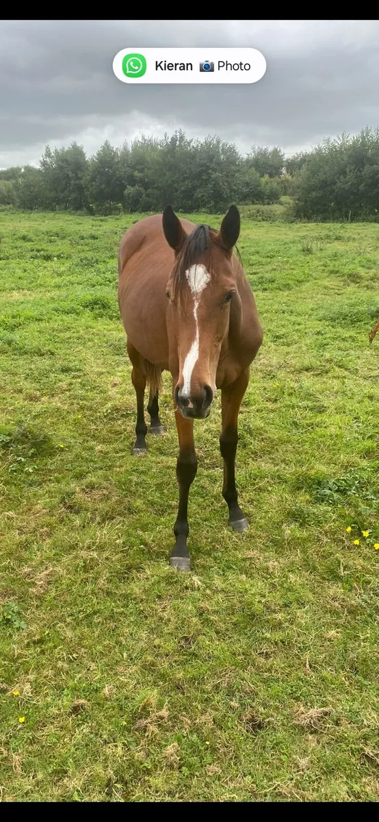 Thoroughbred Yearling Filly - Image 3