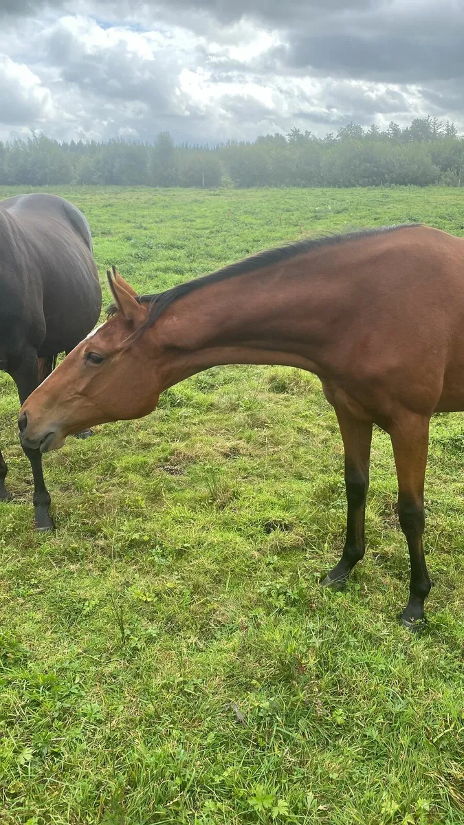 Thoroughbred Yearling Filly - Image 4