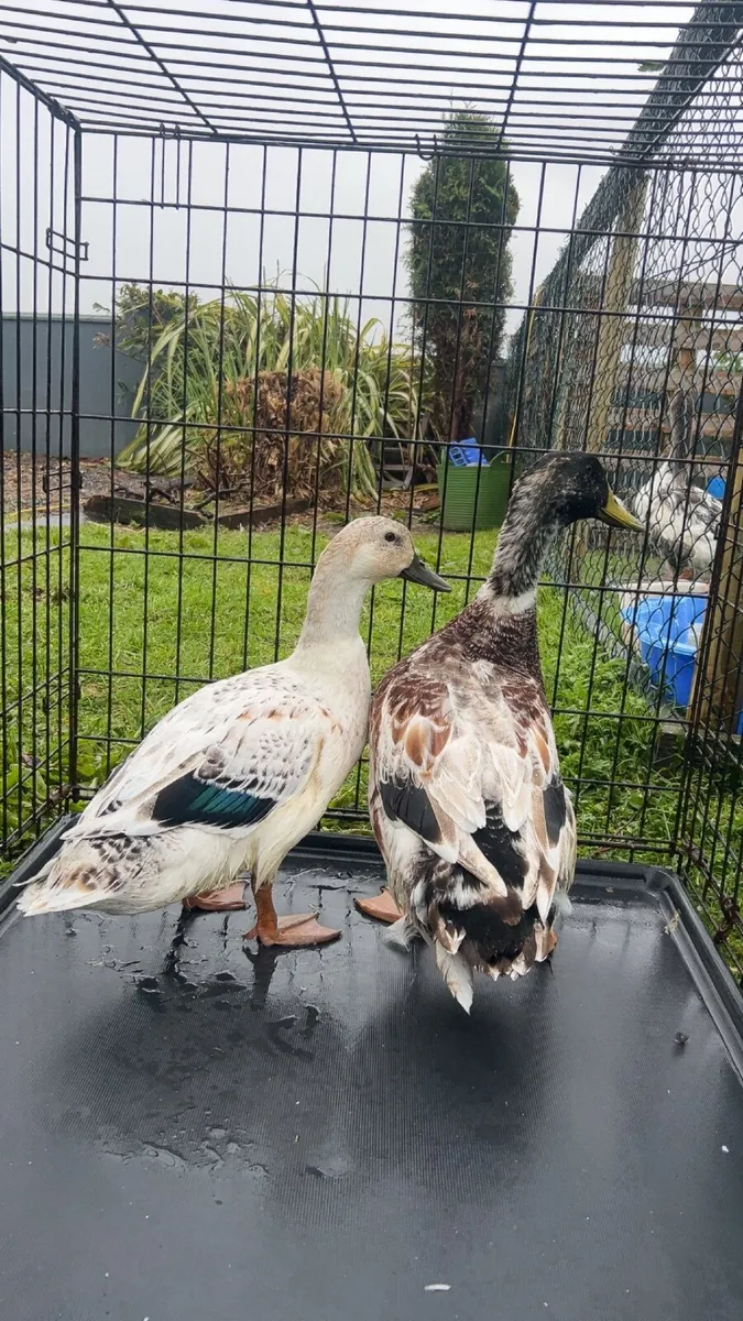 Collection of poultry 🐔 - Image 2