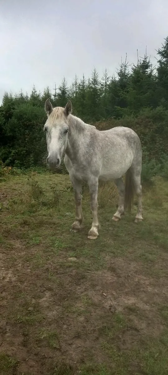 Horses/Ponies sale/swap anything? - Image 2