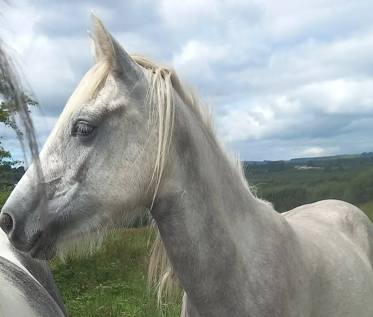 Horses/Ponies sale/swap anything? - Image 4
