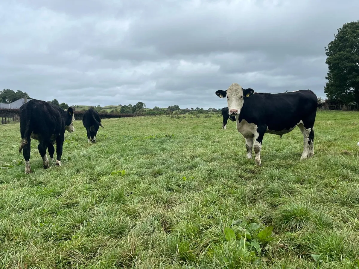 8 super  Hereford 400 kg store bullocks - Image 1