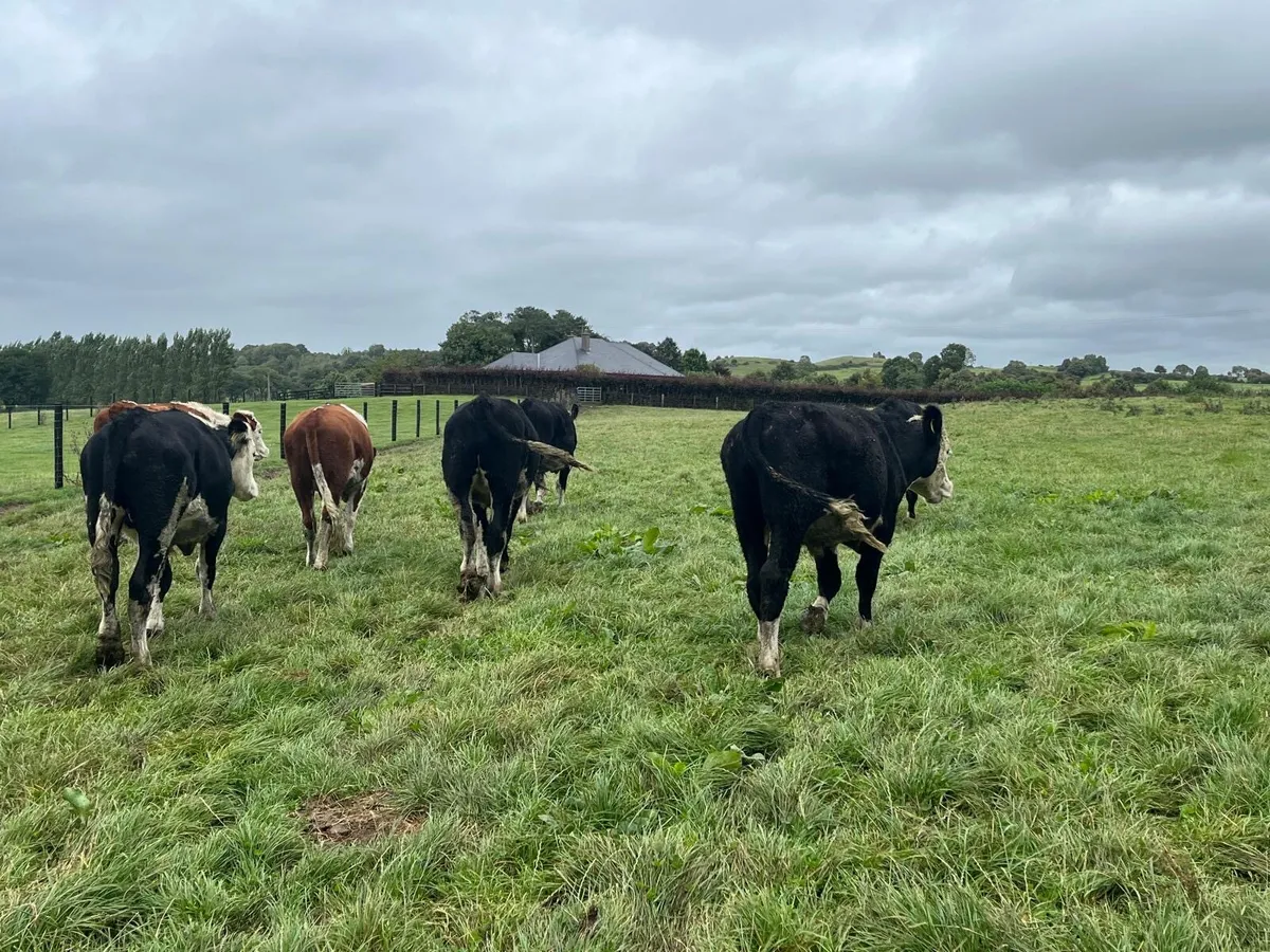 8 super  Hereford 400 kg store bullocks - Image 2