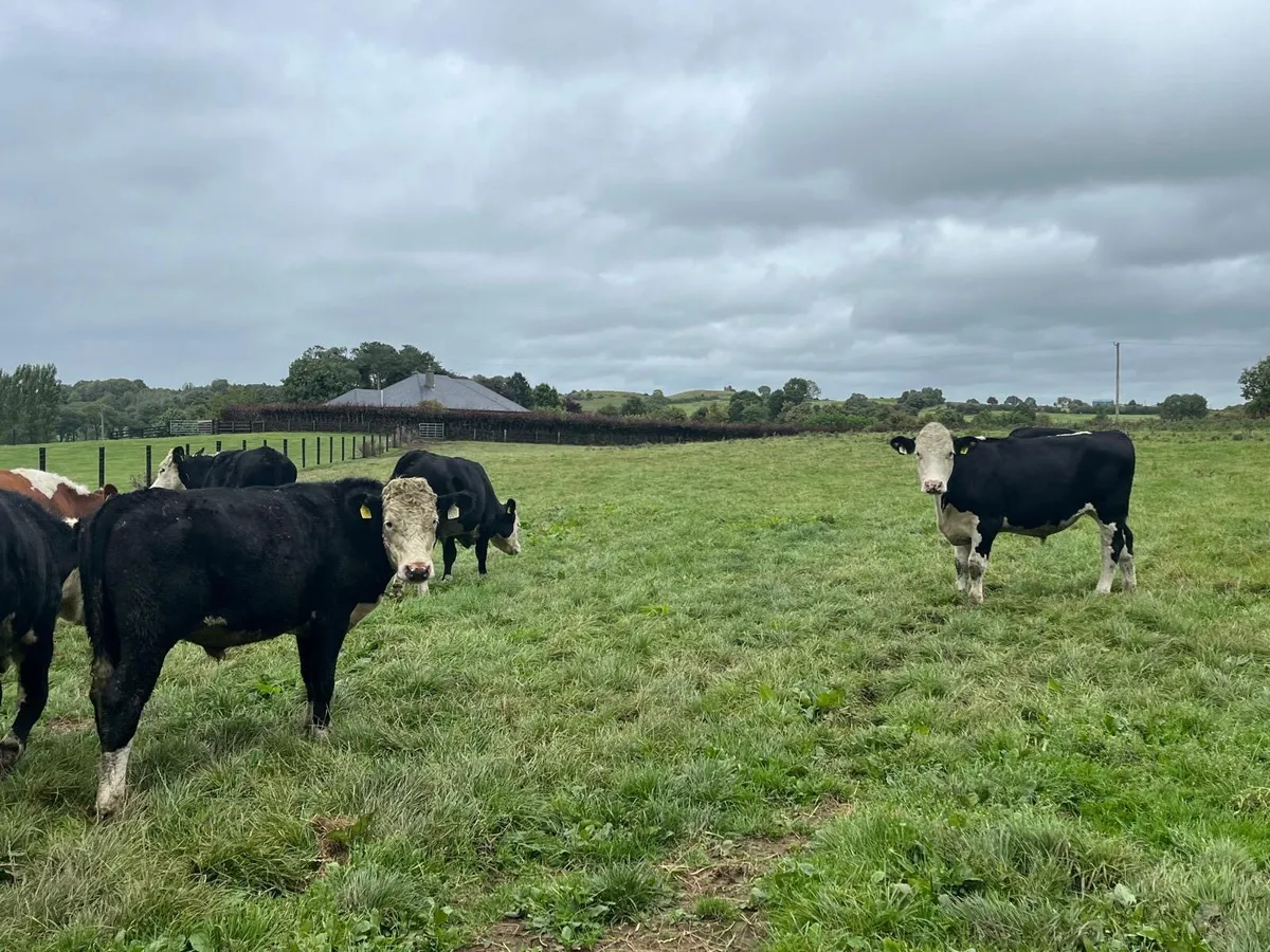8 super  Hereford 400 kg store bullocks - Image 3