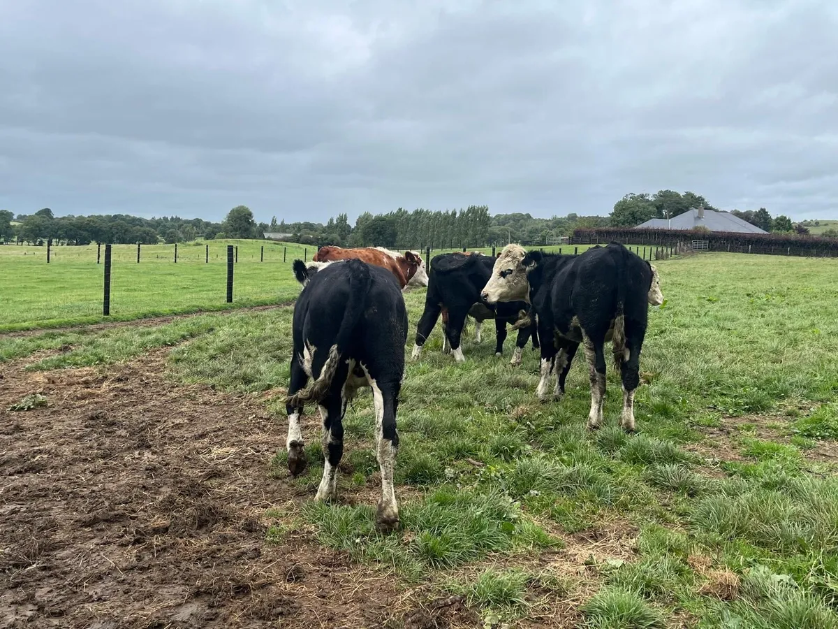 8 super  Hereford 400 kg store bullocks - Image 4