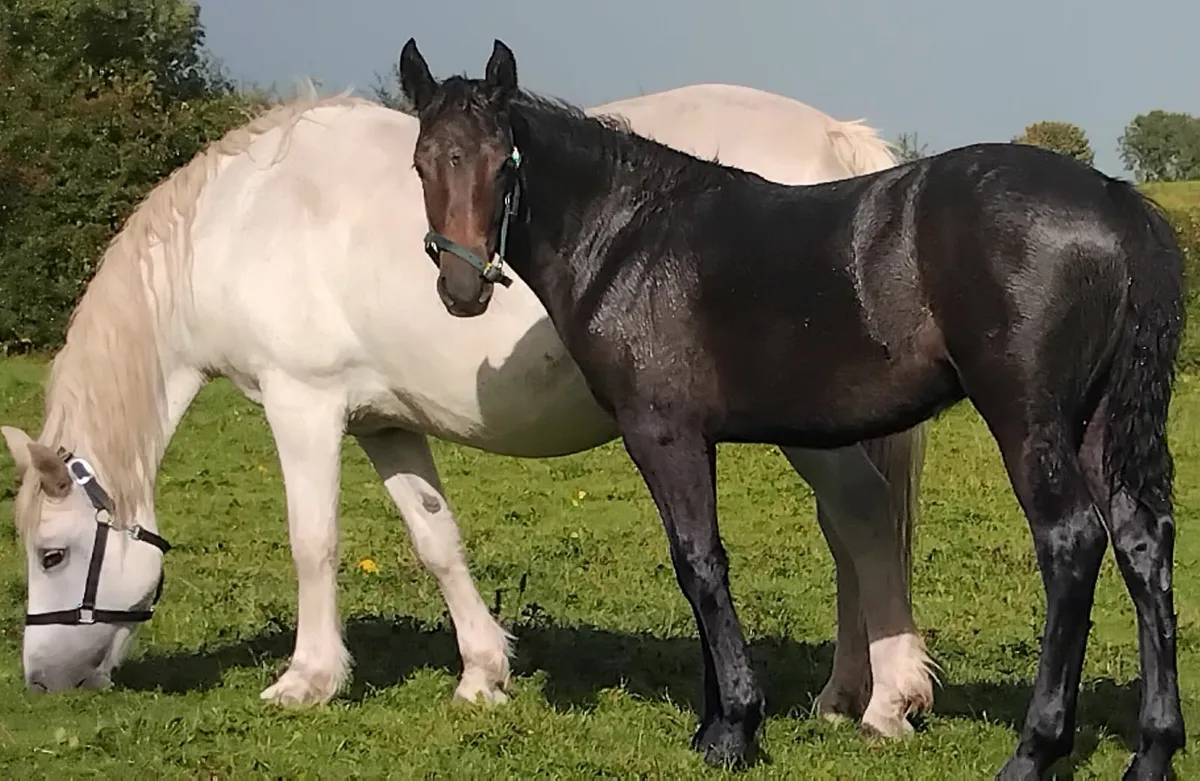 Selection of top connie foals for sale - Image 1