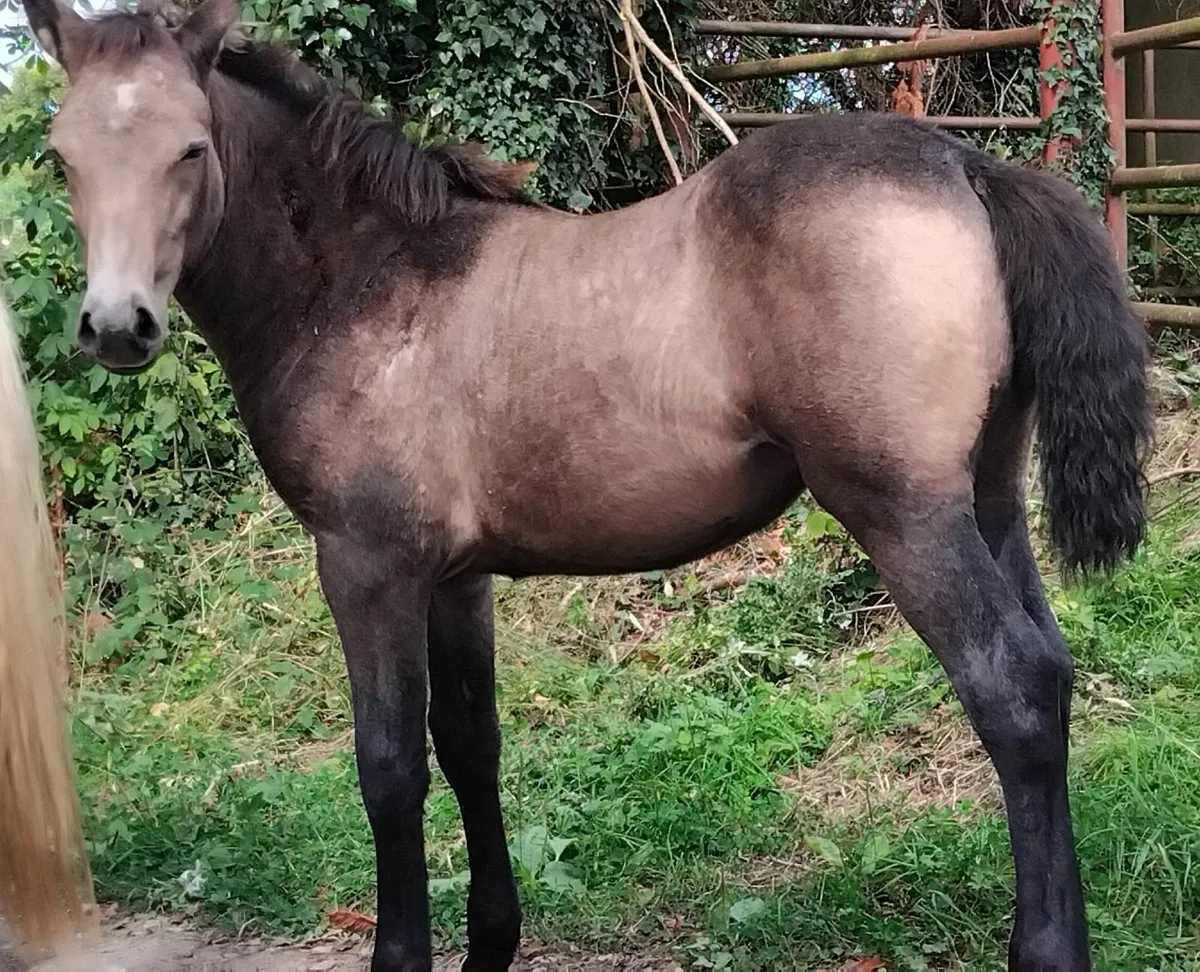 Selection of top connie foals for sale - Image 2