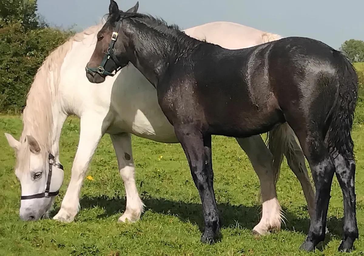 Selection of top connie foals for sale - Image 3