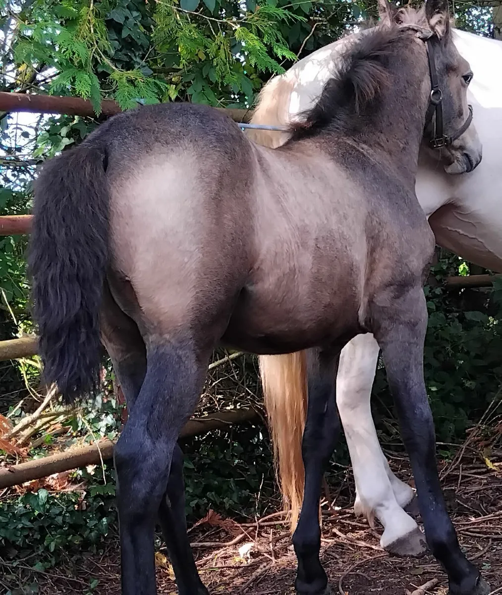 Selection of top connie foals for sale - Image 4