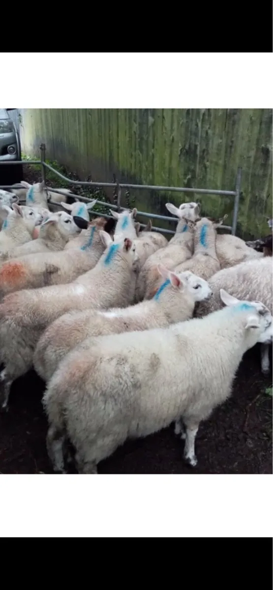 Store lambs - Image 1