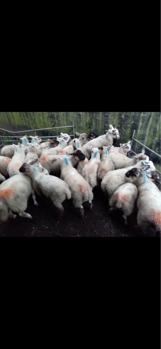 Store lambs - Image 2