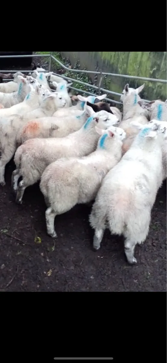 Store lambs - Image 3