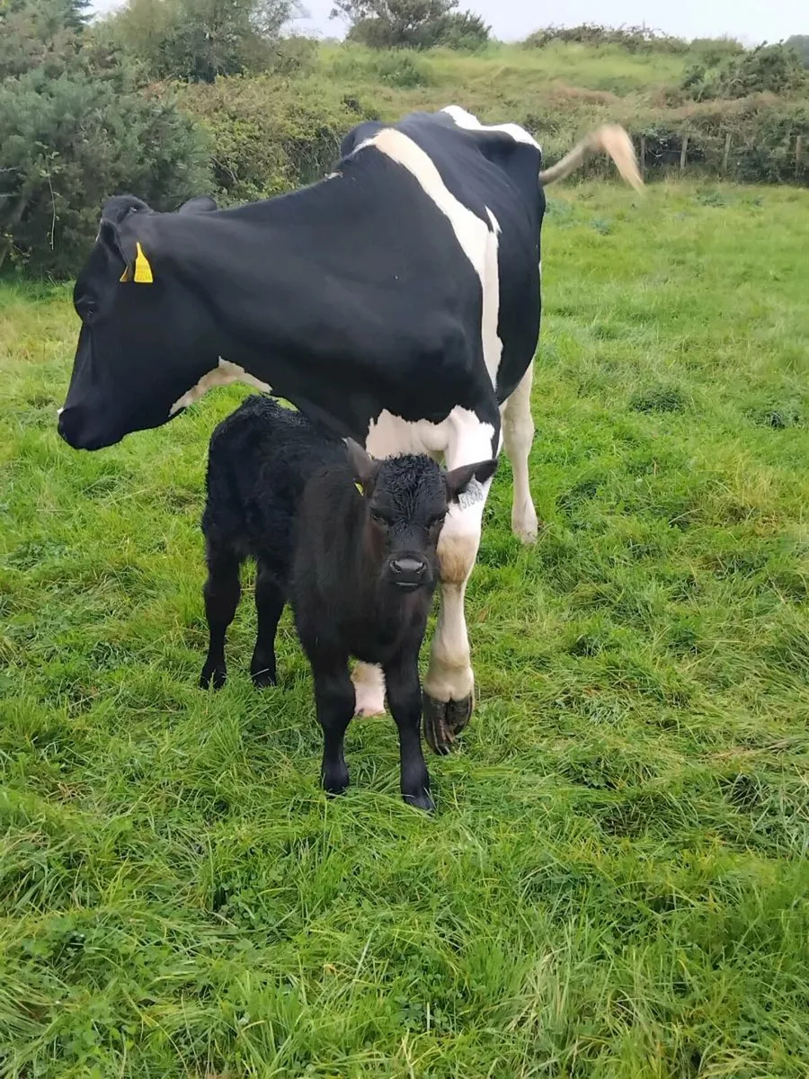 Foster cow and / or angus bull calf - Image 1