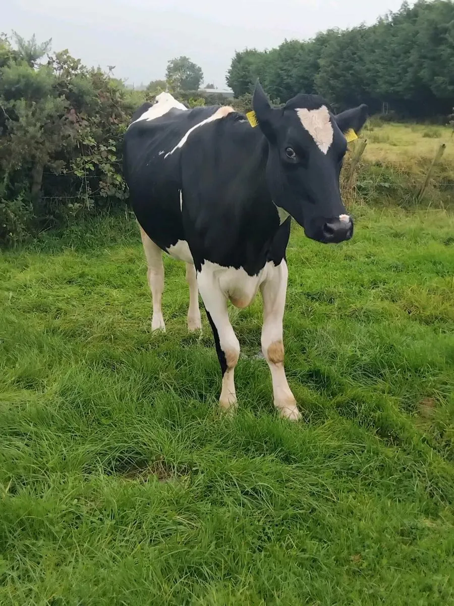 Foster cow and / or angus bull calf - Image 2