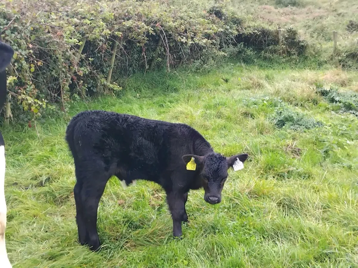 Foster cow and / or angus bull calf - Image 3