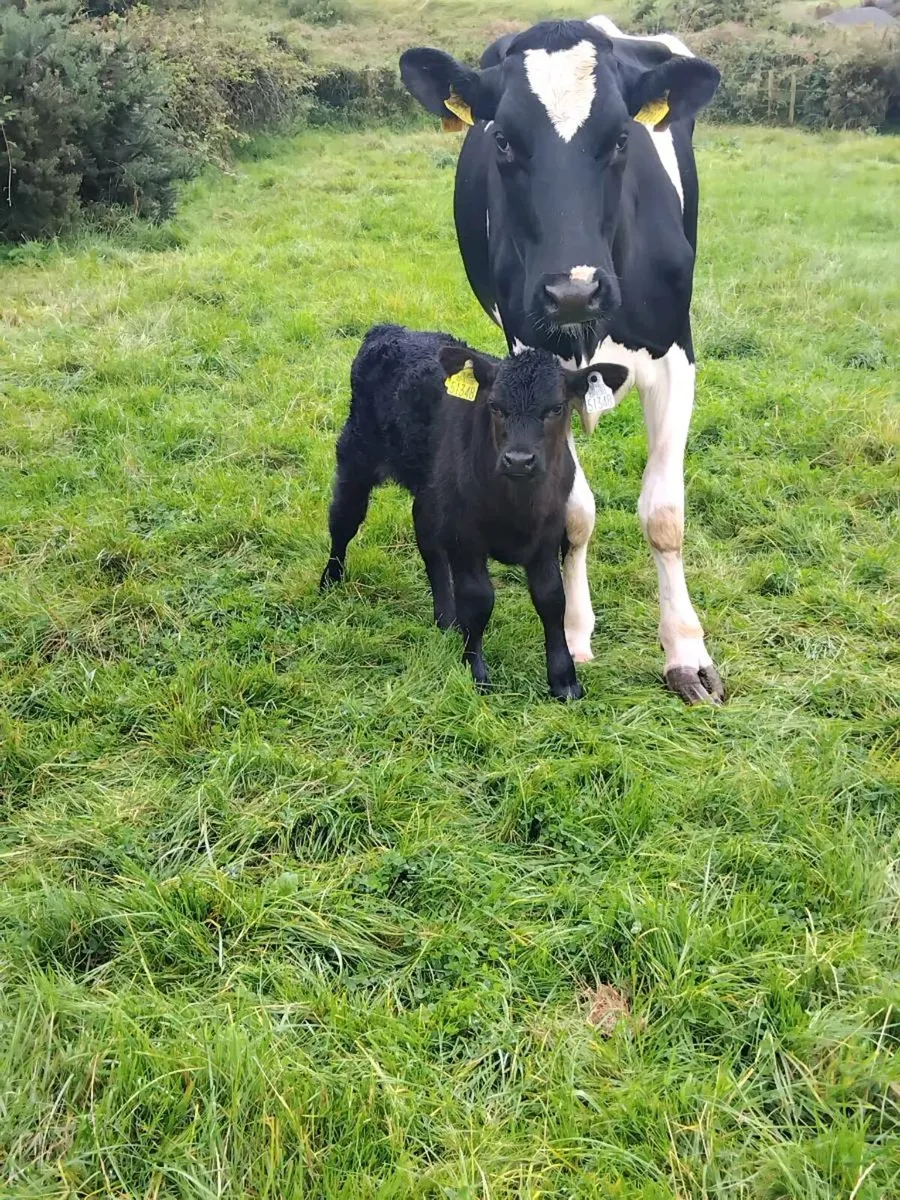 Foster cow and / or angus bull calf - Image 4