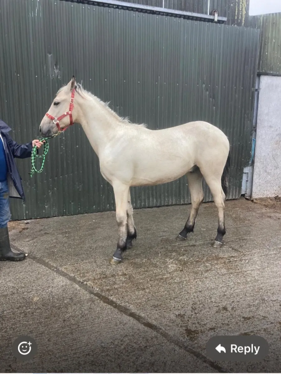 Connemara Pony - Image 1