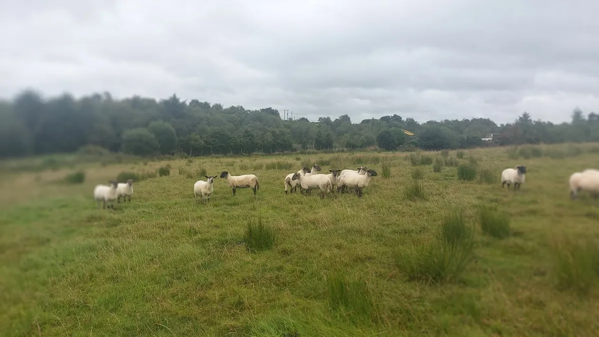 Newzeland suffolk, easicare ewes - Image 4