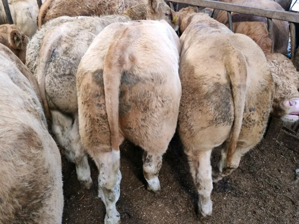 8 Smashing Bullock's 350 kgs - Image 2