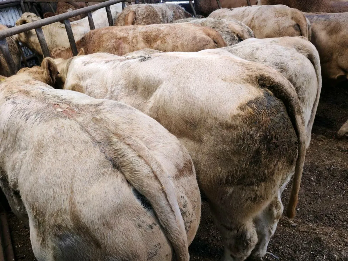 8 Smashing Bullock's 350 kgs - Image 3