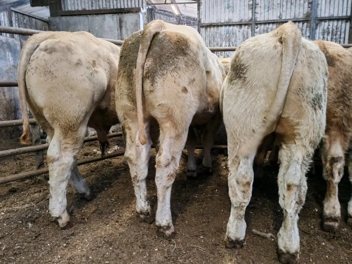8 Smashing Bullock's 350 kgs - Image 4