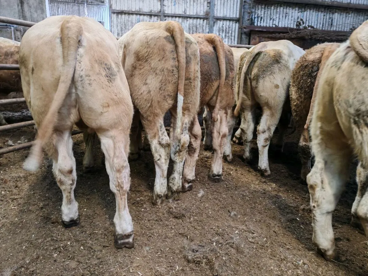 12 U Grade Bullock's 350 kgs - Image 2