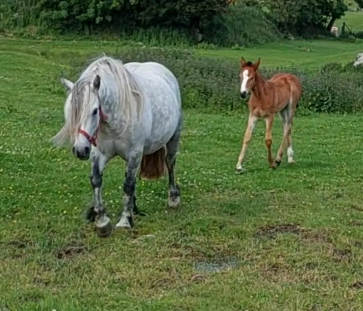 Smashing 13.2hh mare - Image 1