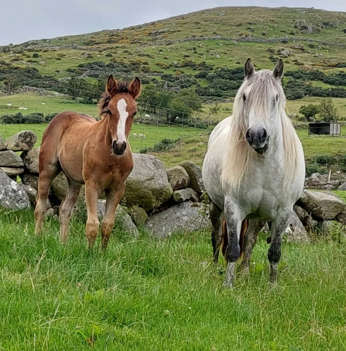 Smashing 13.2hh mare - Image 2