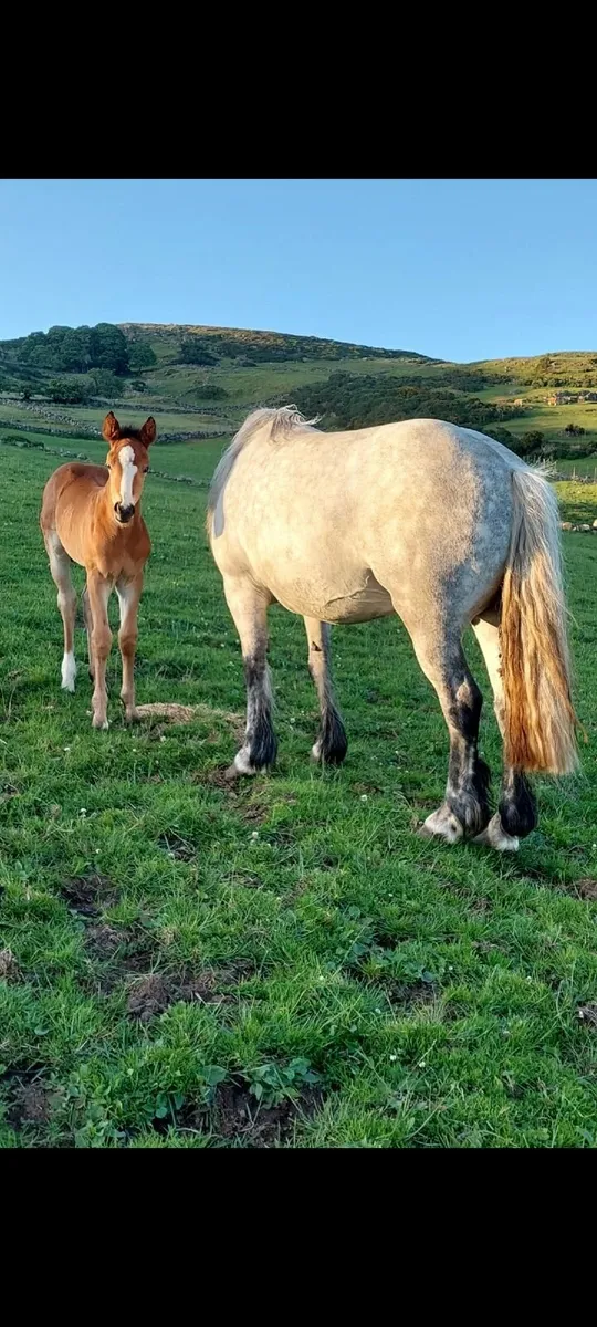 Smashing 13.2hh mare - Image 4