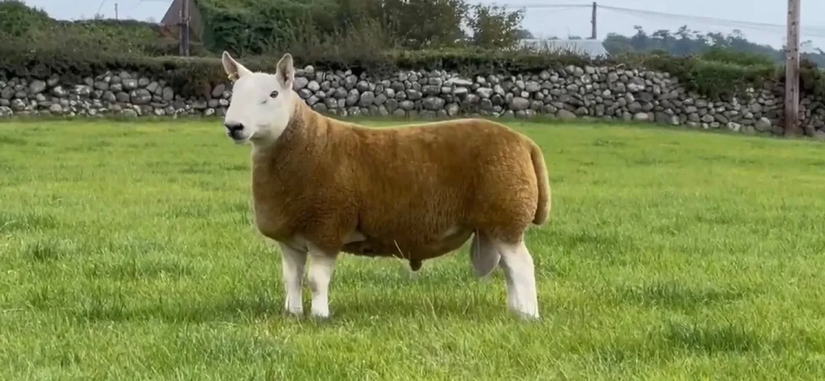 North Country Cheviot Rams - Image 2