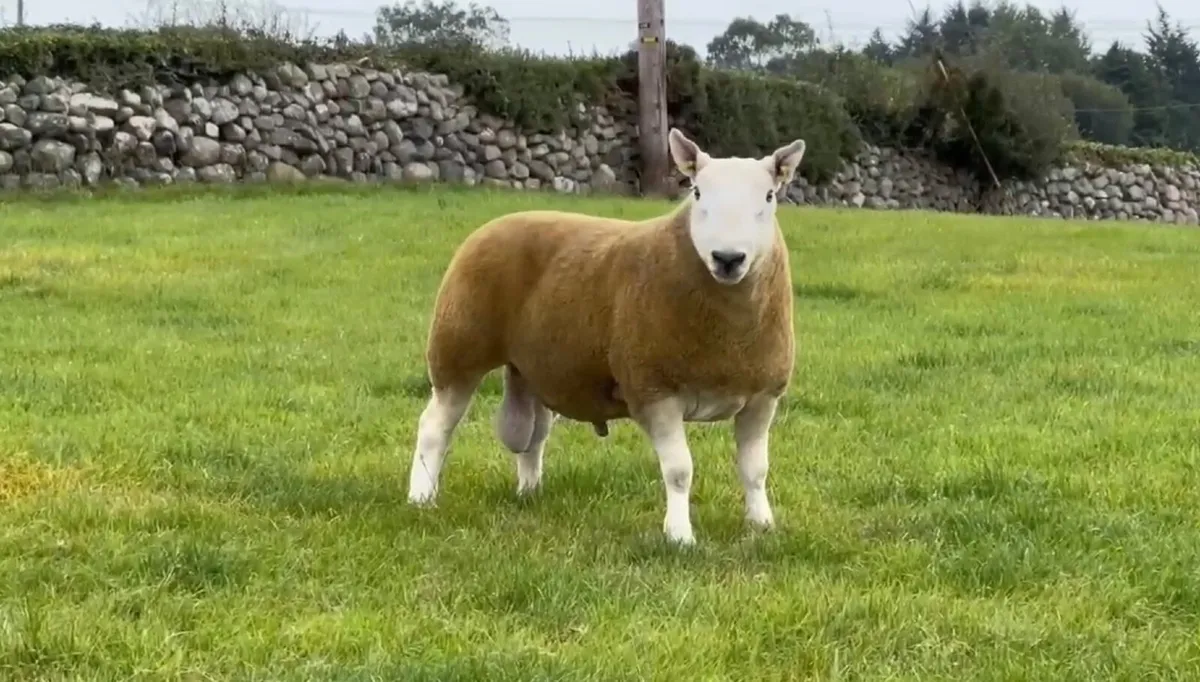 North Country Cheviot Rams - Image 1
